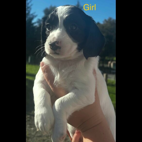 Cocker Spaniel (Working)