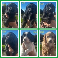 Cocker Spaniel (Working)