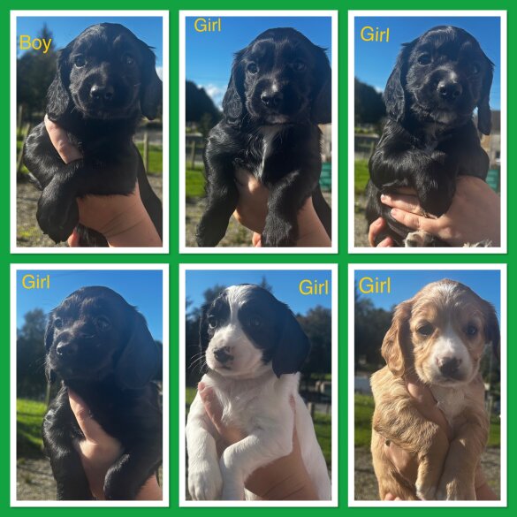 Cocker Spaniel (Working)