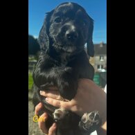 Cocker Spaniel (Working)