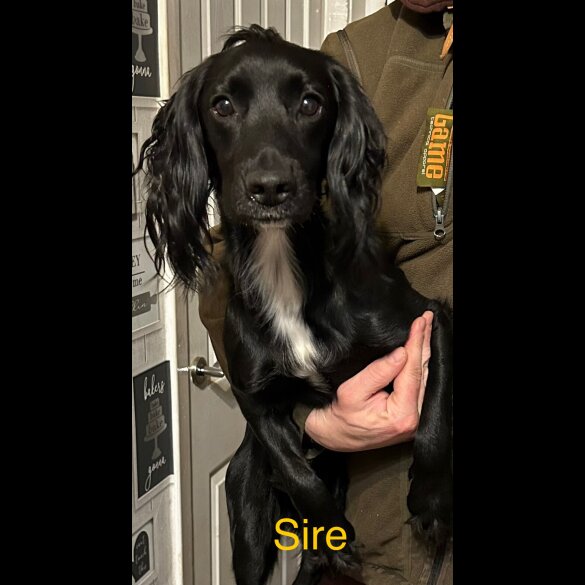 Cocker Spaniel (Working)