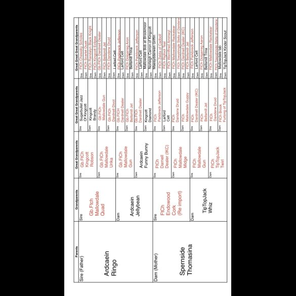 Cocker Spaniel (Working)