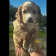 Cocker Spaniel (Working)