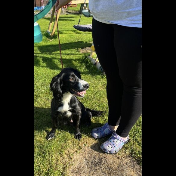 Cocker Spaniel (Working)