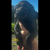 Cocker Spaniel (Working)