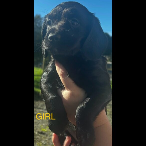 Cocker Spaniel (Working)