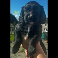 Cocker Spaniel (Working)