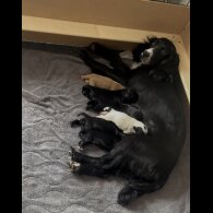 Cocker Spaniel (Working)