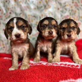 Cocker Spaniel (Show) - Both