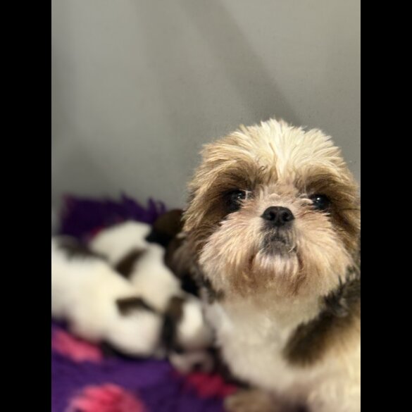 Shih Tzu