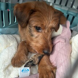Irish Terrier