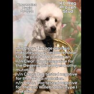 Labradoodle