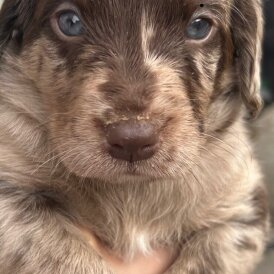 Labradoodle - Both