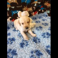 Labradoodle - Both