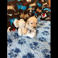 Labradoodle - Both