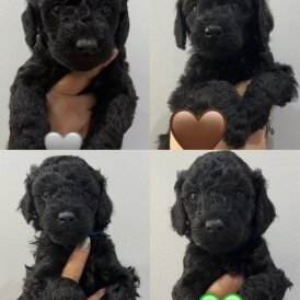Labradoodle - Both