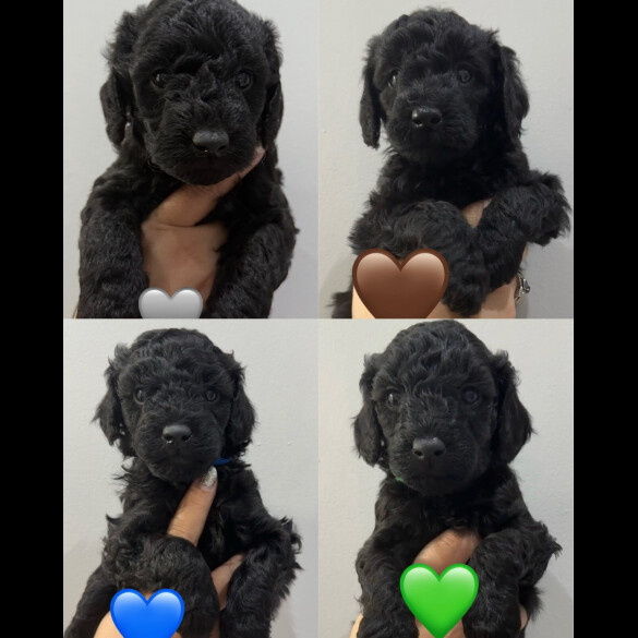 Labradoodle - Both