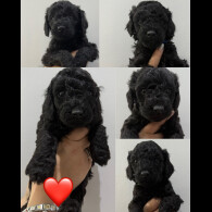 Labradoodle - Both