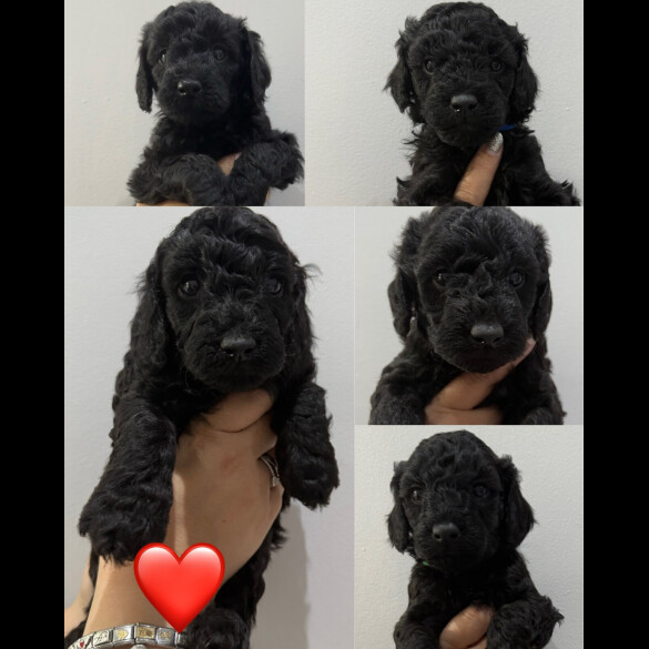 Labradoodle - Both