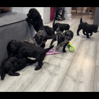 Labradoodle - Both