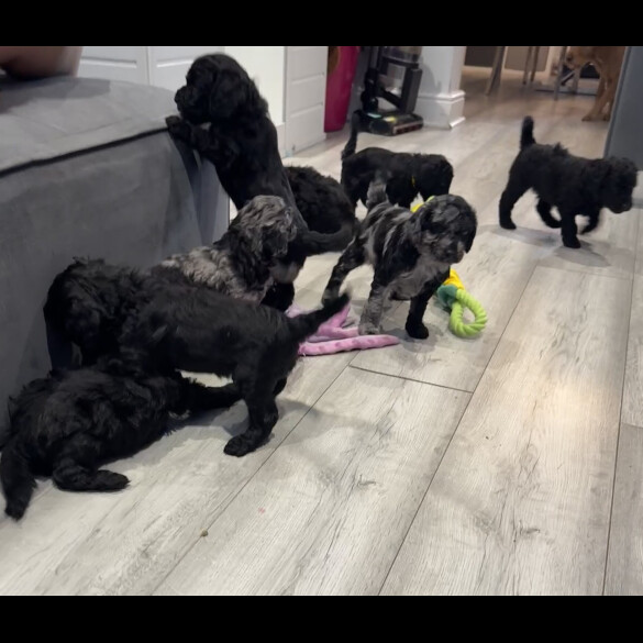 Labradoodle - Both