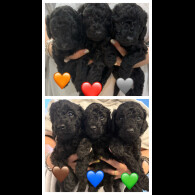 Labradoodle - Both