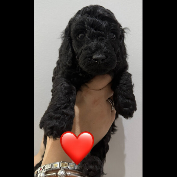 Labradoodle - Both