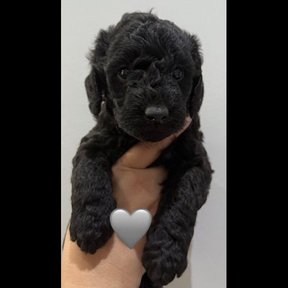 Labradoodle - Both