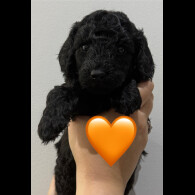 Labradoodle - Both