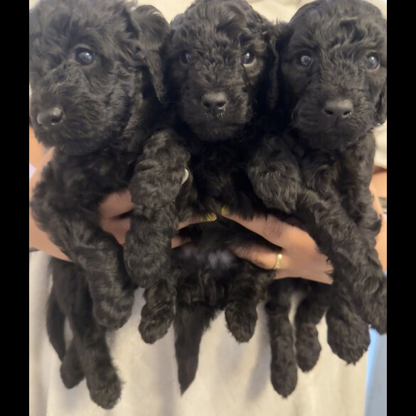 Labradoodle - Both
