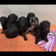 Labradoodle - Both