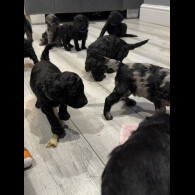 Labradoodle - Both