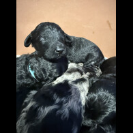 Labradoodle - Both
