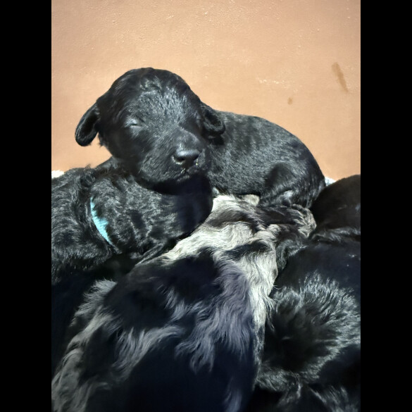 Labradoodle - Both
