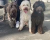Labradoodle