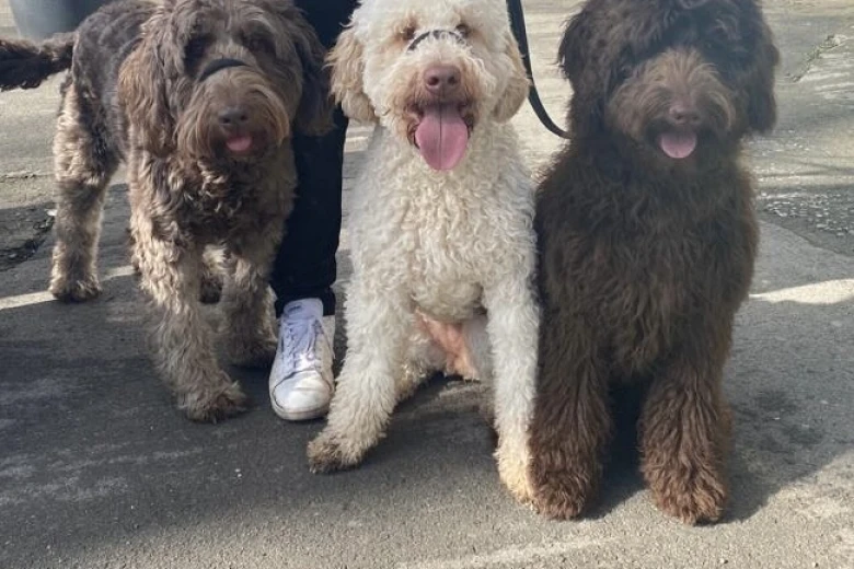 Labradoodle
