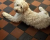 Labradoodle