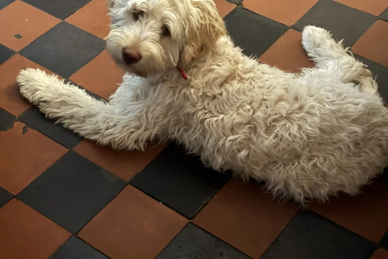 Labradoodle