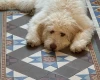 Labradoodle
