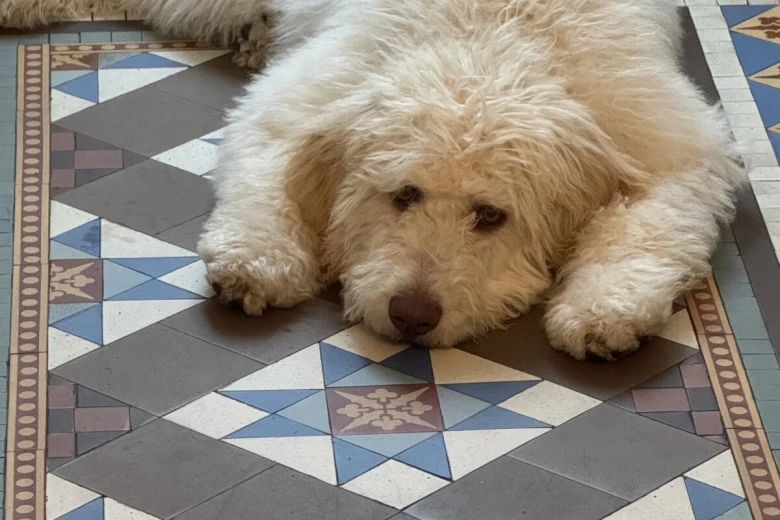 Labradoodle