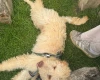 Labradoodle