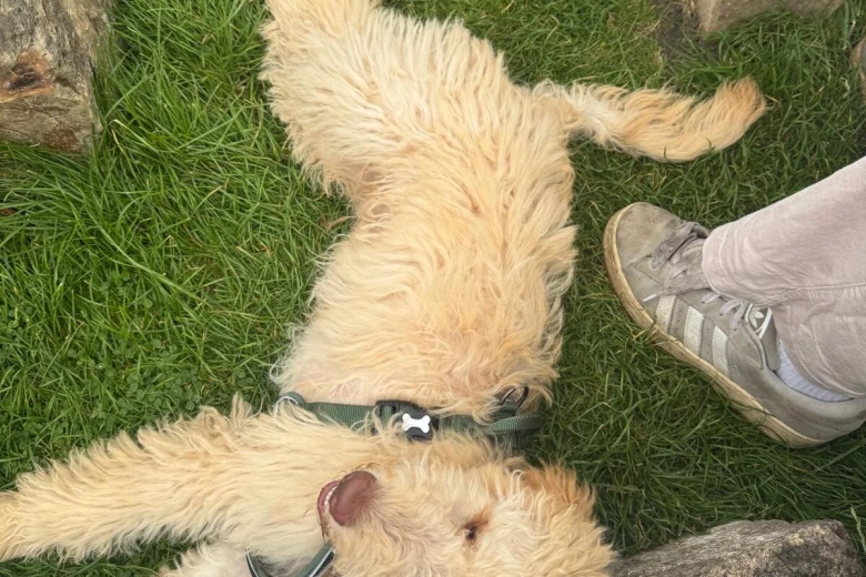 Labradoodle