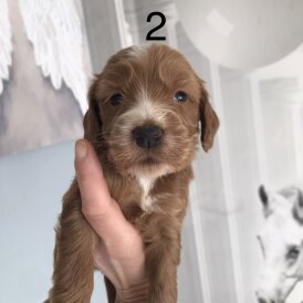 Labradoodle