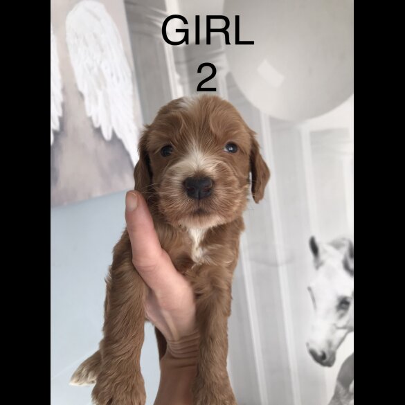 Labradoodle