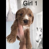 Labradoodle