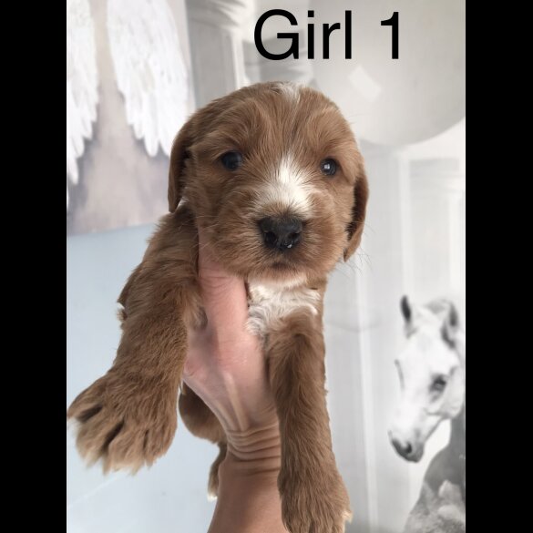 Labradoodle