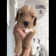 Labradoodle