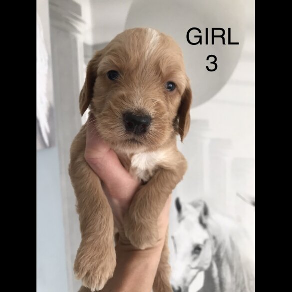 Labradoodle