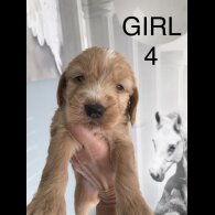 Labradoodle