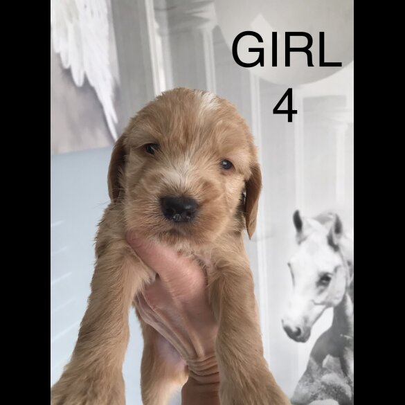 Labradoodle